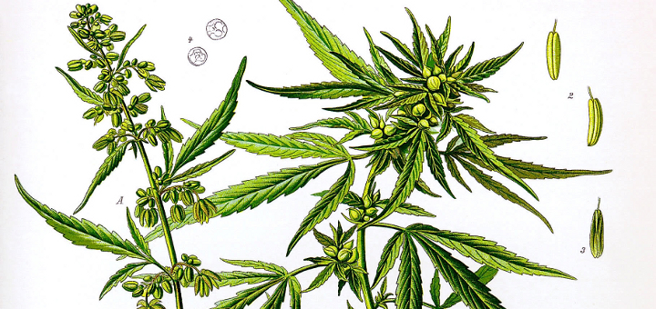 hemp-marijuana-difference-1